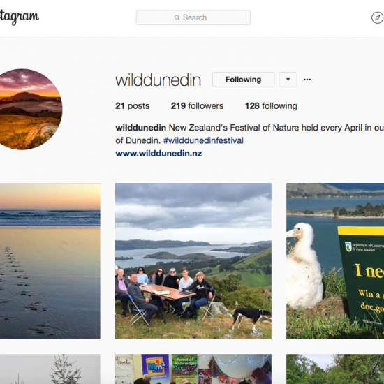 Wild-Dunedin-Instagram